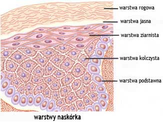 Epidermis