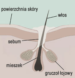 sebum1